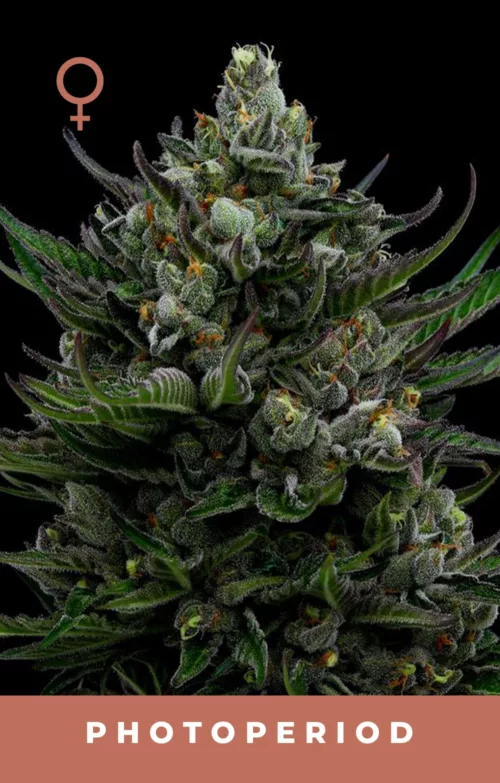 All Gas OG