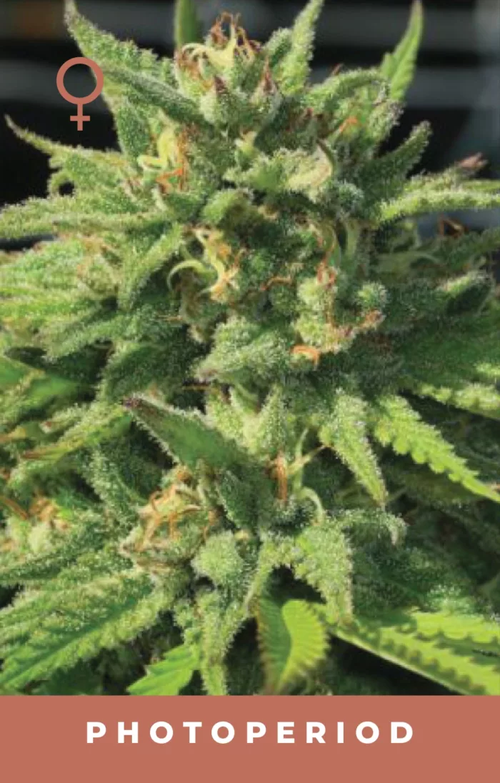 Bigfoot Glue Cannabis Seeds