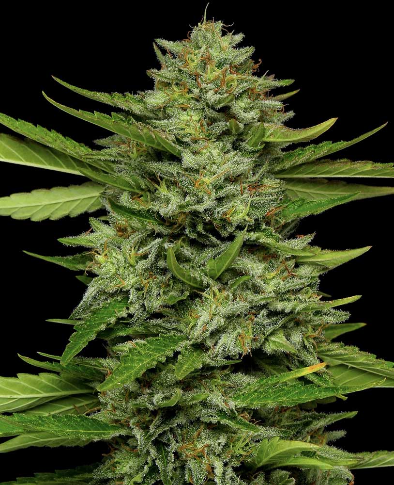 Bigfoot Glue Feminized Seeds - Image 2