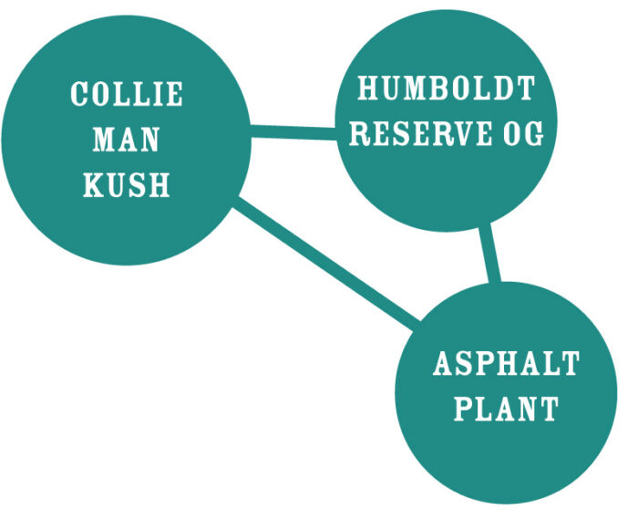 Collie Man Kush Genetic Tree