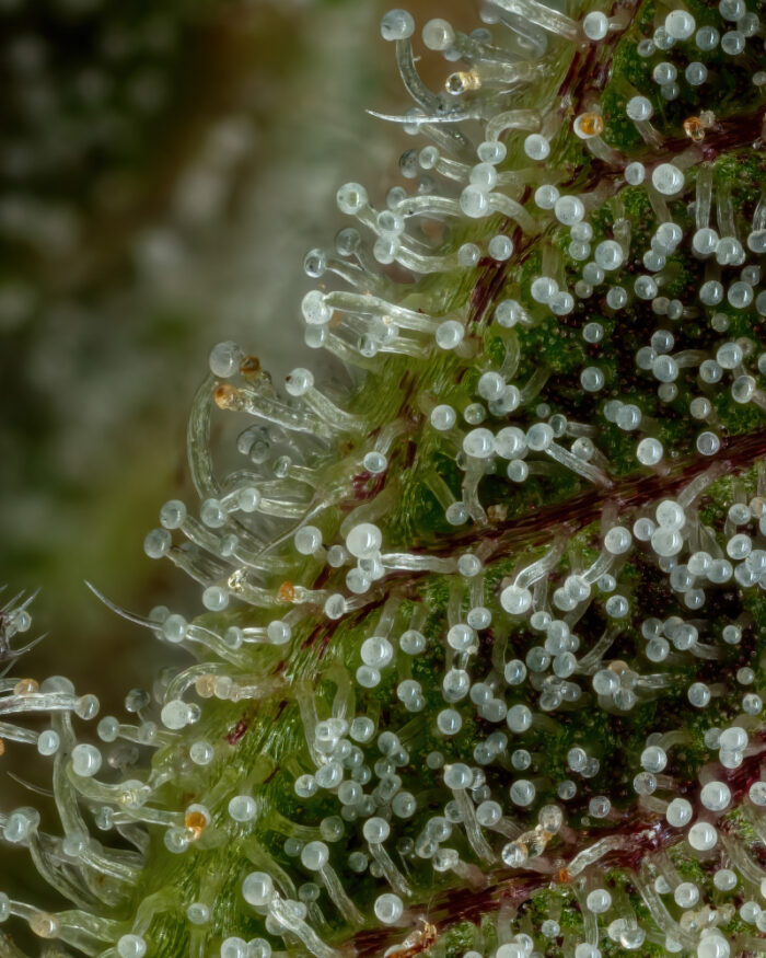 Close-up of Don Carlos Regular Cannabis Trichomes
