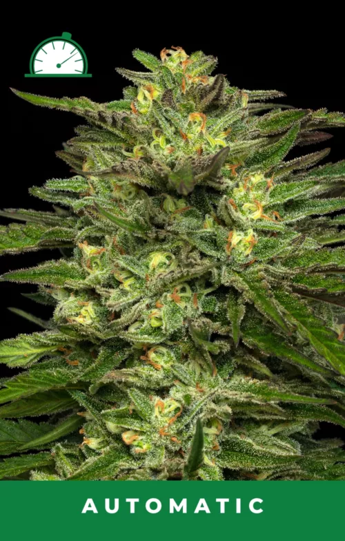 Dream Queen Auto Cannabis Seeds