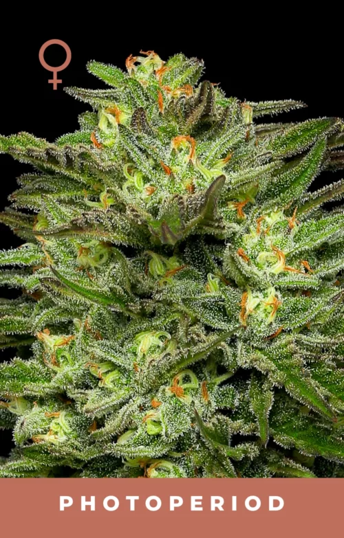 Dream Queen Feminized Cannabis Seeds