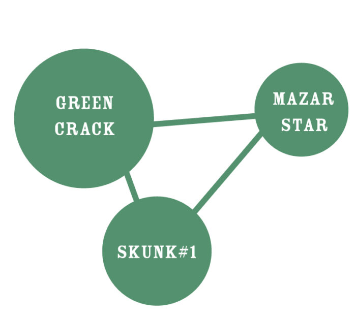 Dream Queen Genetic Tree