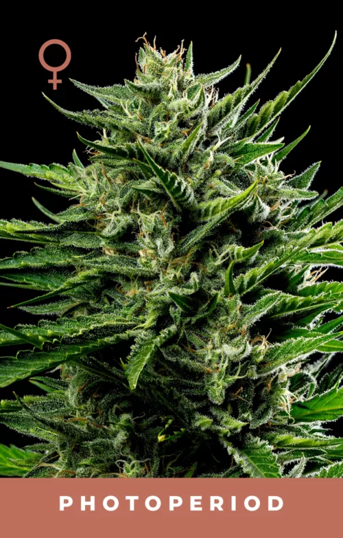 Emerald Fire OG Feminized Cannabis Seeds