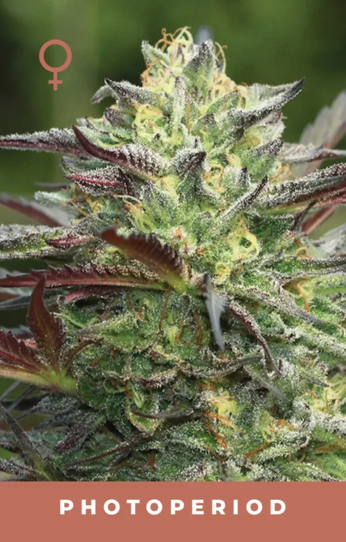 GS Cookies
