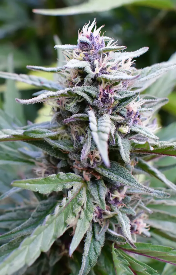 Hi-biscus - Cannabis Seeds - Cannabis Flower