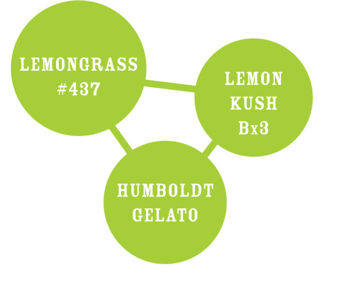 Lemongrass Genetic Tree