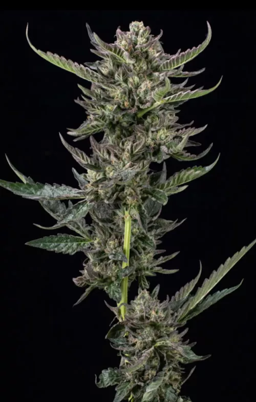 Notorious THC - Cannabis Seeds - Cannabis Flower