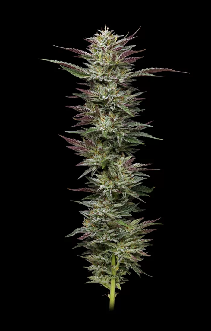 Nutter Budder Cannabis Seeds