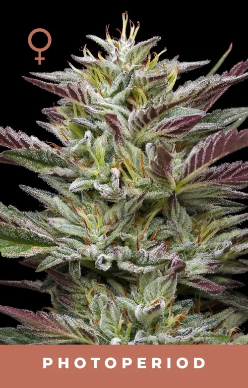 Nutter Budder Cannabis Seeds
