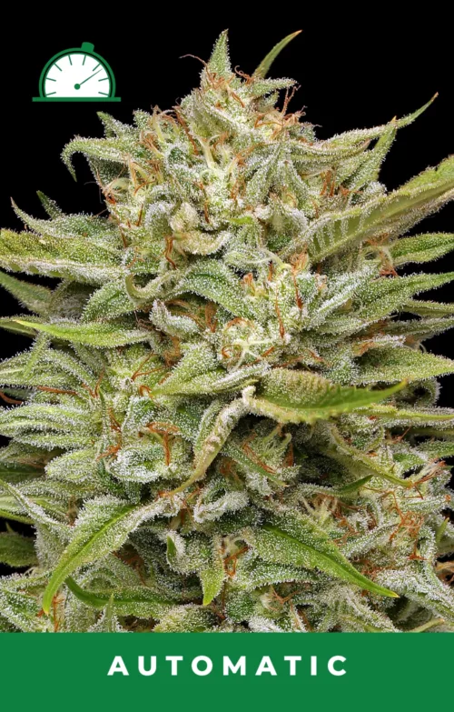 OG Kush Cannabis Seeds