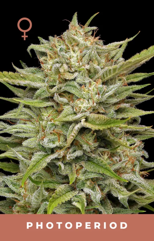 OG Kush Cannabis Seeds