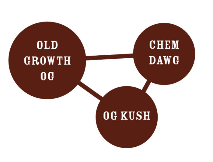 Old Growth OG Genetic Tree