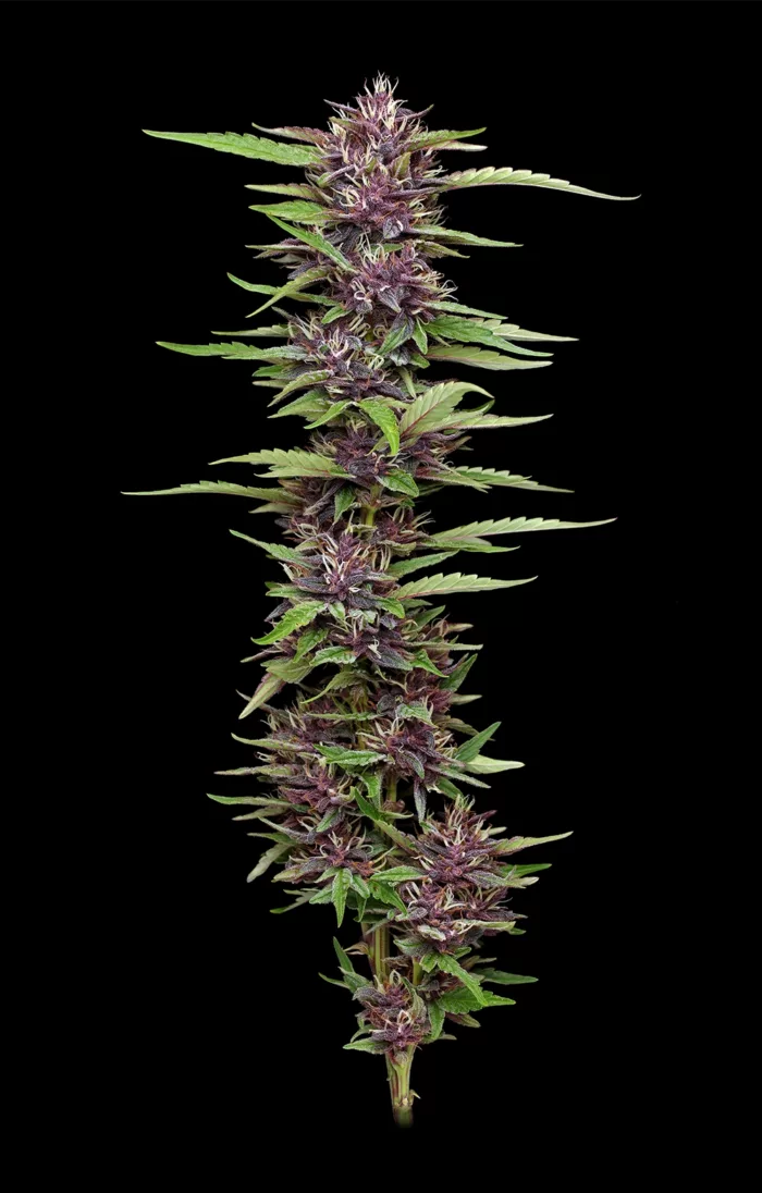 P.P.D Autoflower Cannabis Seeds