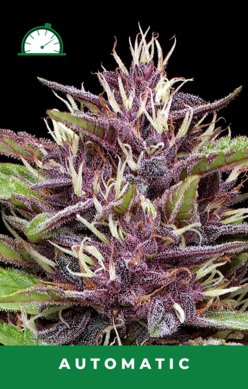 P.P.D Autoflower Cannabis Seeds