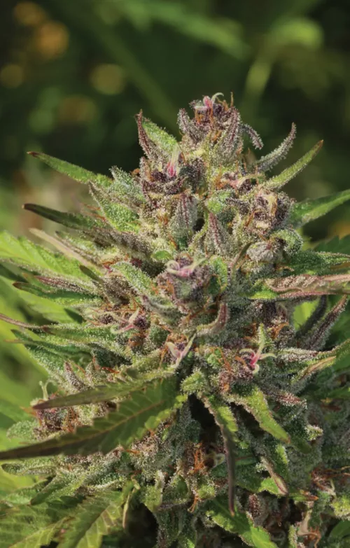 PPD - Cannabis Seeds - Cannabis Flower