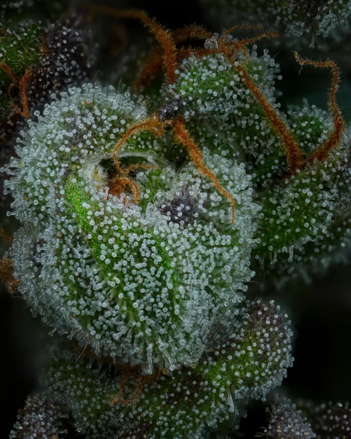 All Gas OG Cannabis Flower