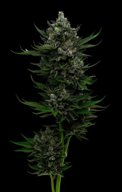 All Gas OG Cannabis Seeds - Cannabis Flower
