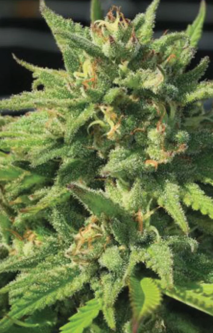 Bigfoot Glue - Cannabis Seeds - Cannabis Flower