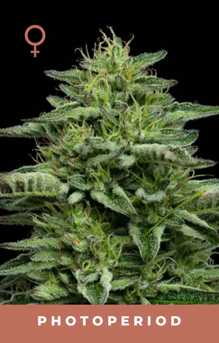 The Bling Cannabis Seeds