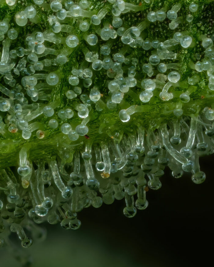 Close-up of The Bling Feminized Cannabis Trichomes