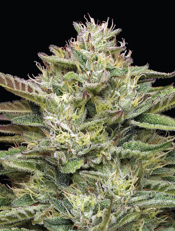 Blueberry Cupcake Feminized Seeds - Image 2