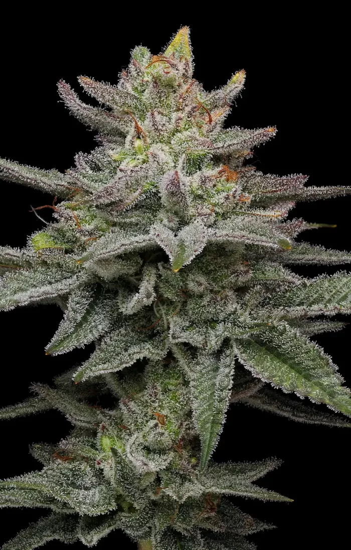 Blueberry Cupcake - Cannabis Seeds - Cannabis Flower