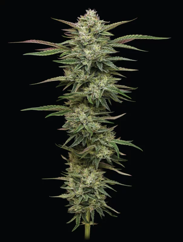 Blueberry Cupcake Feminized Seeds - Image 3