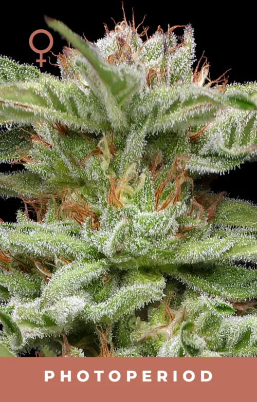 Blueberry Muffin Cannabis Seeds