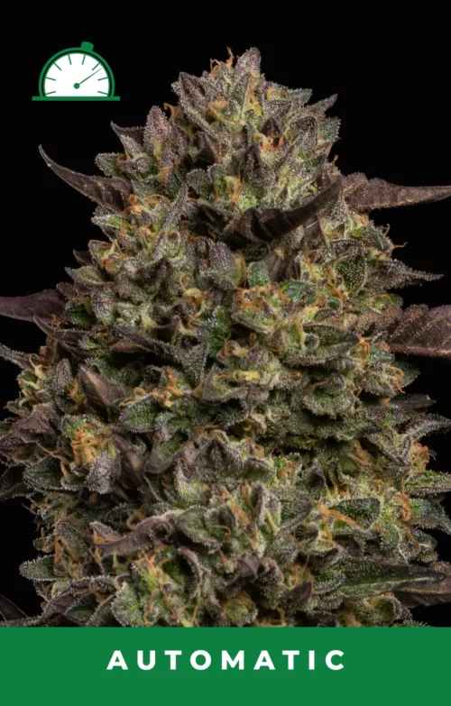 Caramel Cream Autoflower
