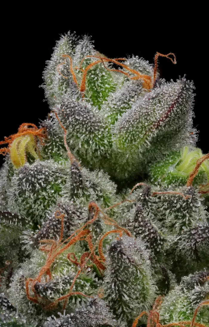 Caramel Cream- Cannabis Seeds - Cannabis Flower