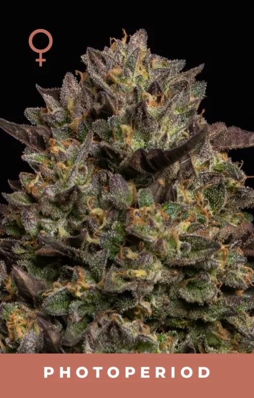 Caramel Cream Feminized