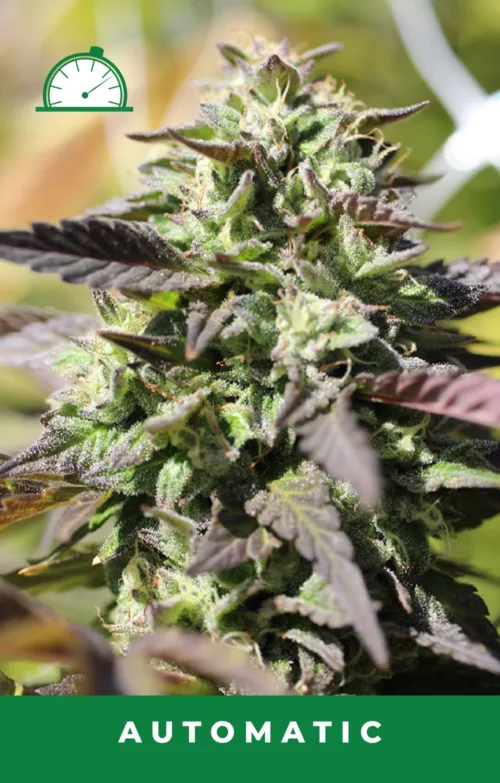 chunkadelic