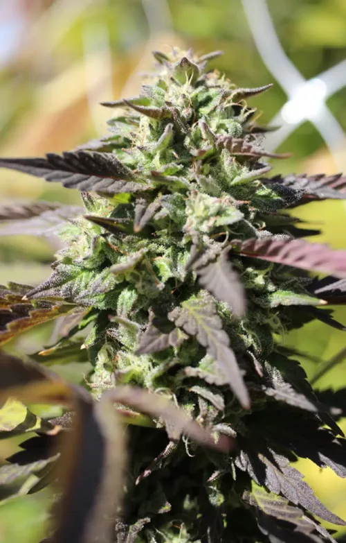 Chunkadelic - Cannabis Seeds - Cannabis Flower
