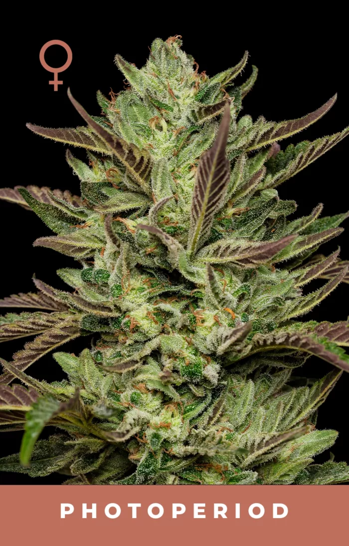 Collie Man Kush Cannabis Seeds