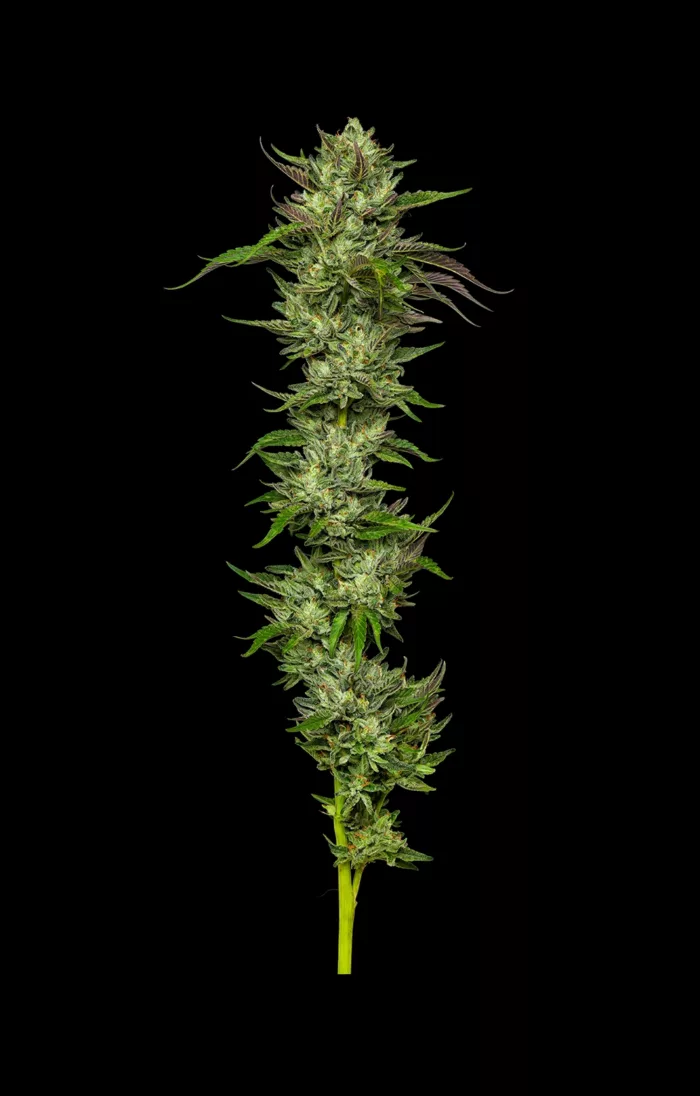 Collie Man Cannabis Flower