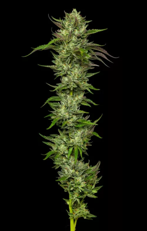 Slightly Stoopid Collie Man Kush - Cannabis Seeds - Cannabis Flower