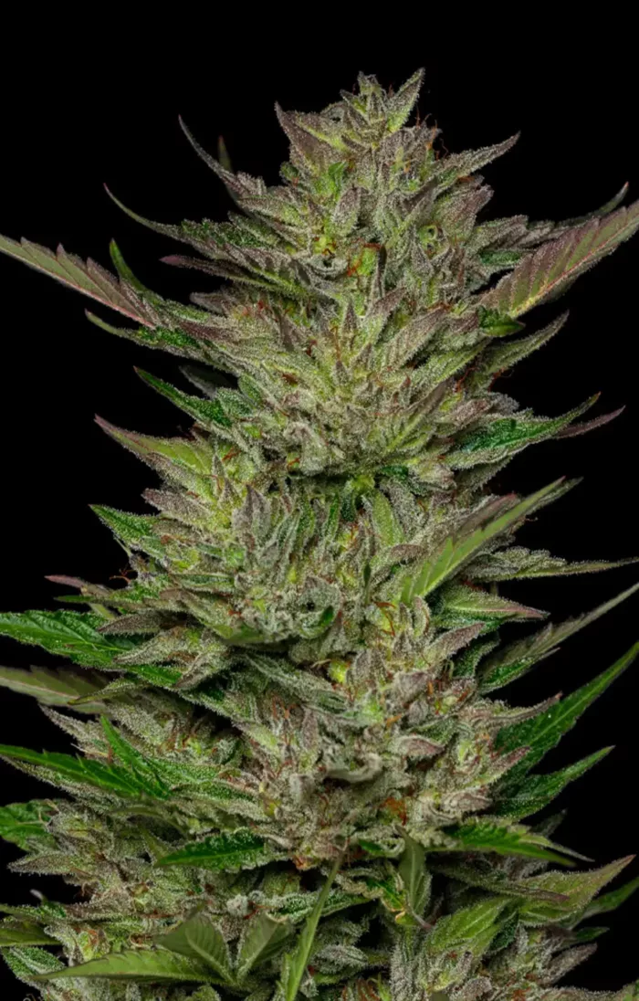 Don Carlos - Cannabis Seeds - Cannabis Flower