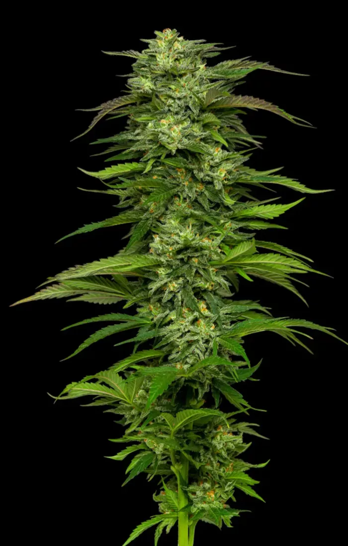 Dream Queen - Cannabis Seeds - Cannabis Flower
