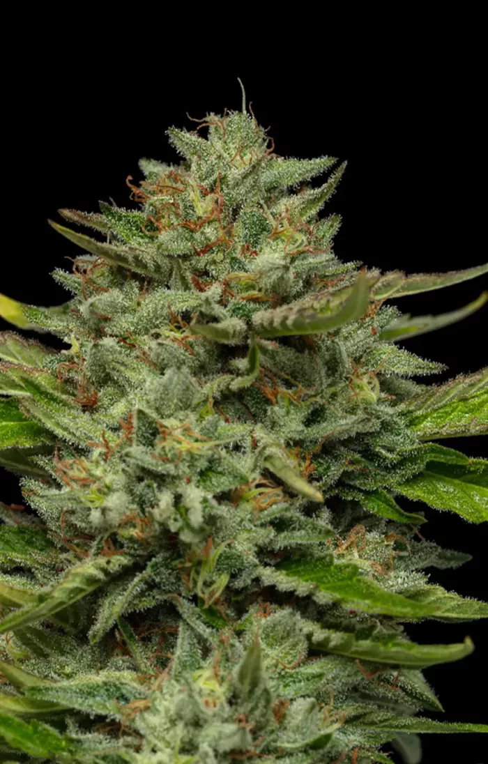 Emerald Fire OG - Cannabis Seeds - Cannabis Flower