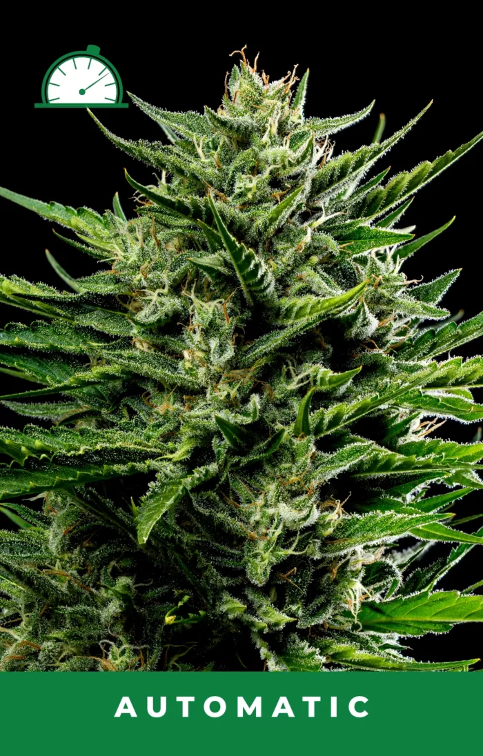 Emerald Fire OG Feminized Cannabis Seeds