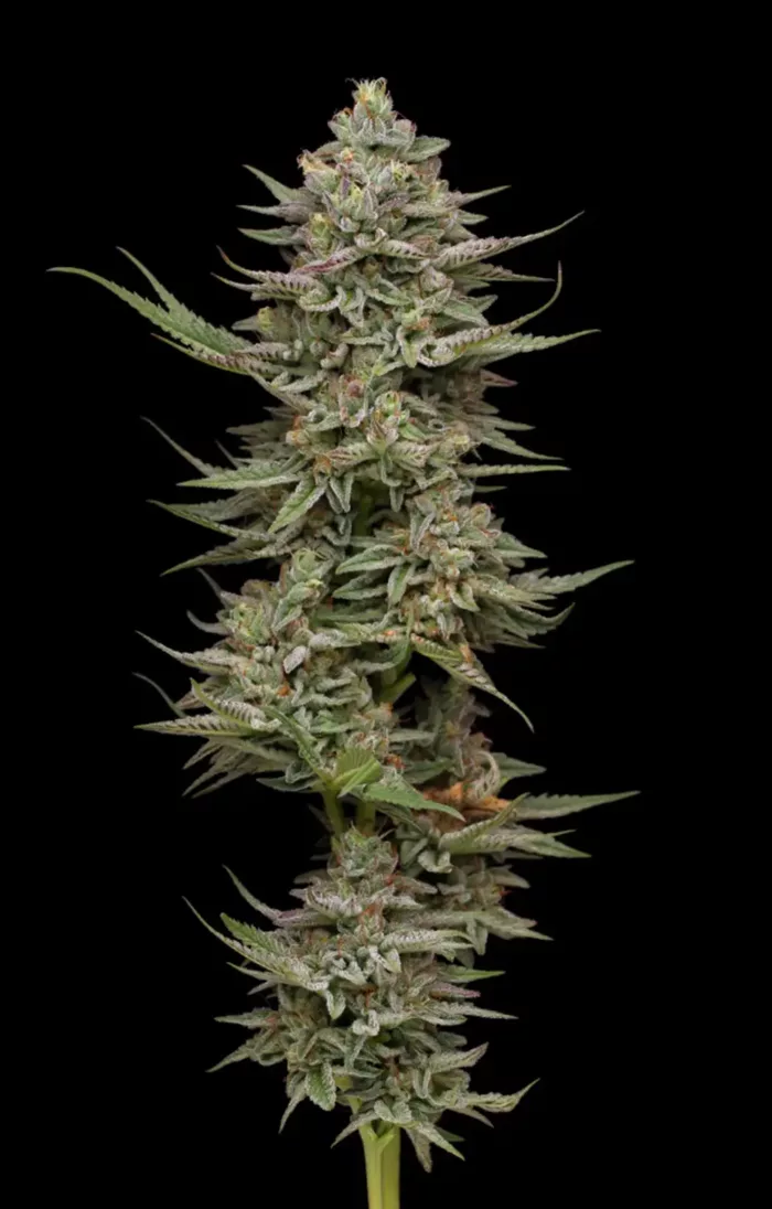 Family Jewels - Cannabis Seeds - Cannabis Flower