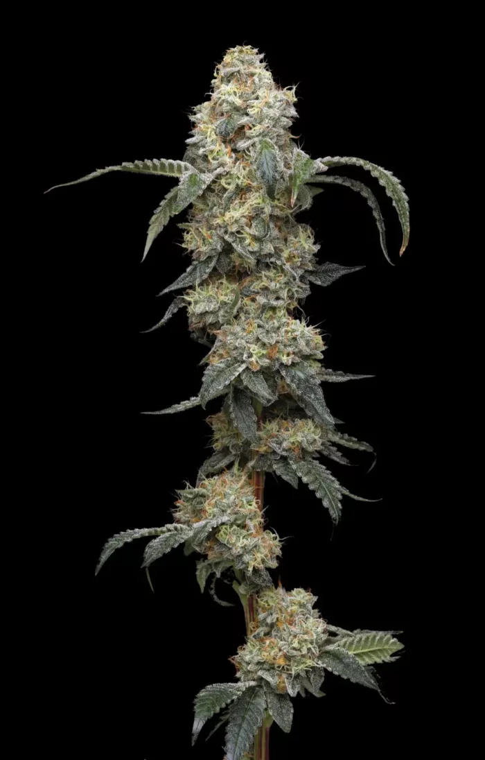 Farmers Daughter - Cannabis Seeds - Cannabis Flower