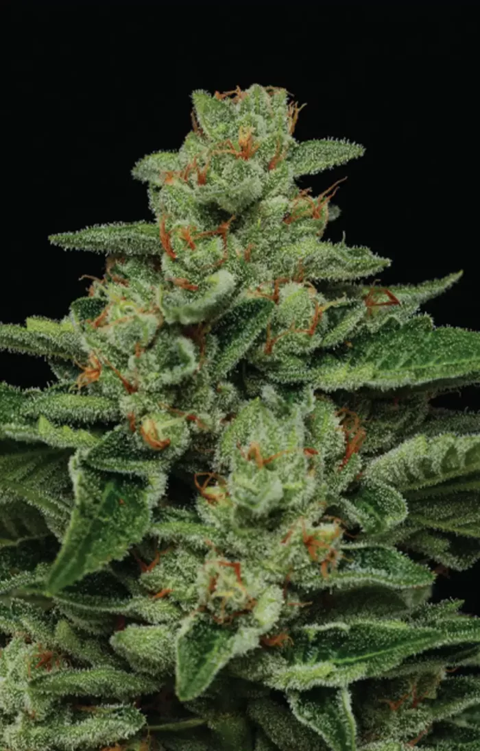 Fortune Cookie - Cannabis Seeds - Cannabis Flower