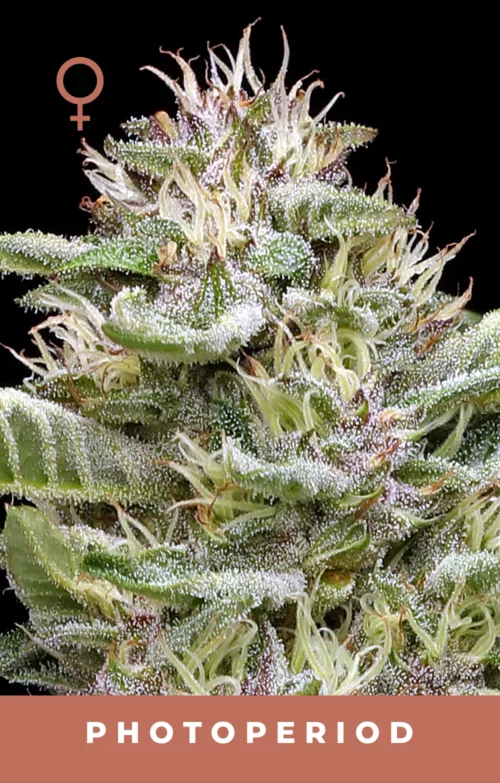 Garlic Budder Cannabis Seeds