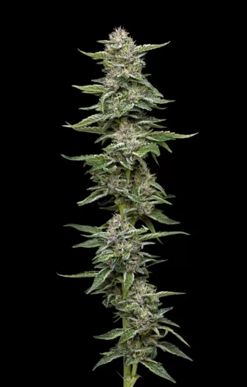 Garlic Budder - Cannabis Seeds - Cannabis Flower