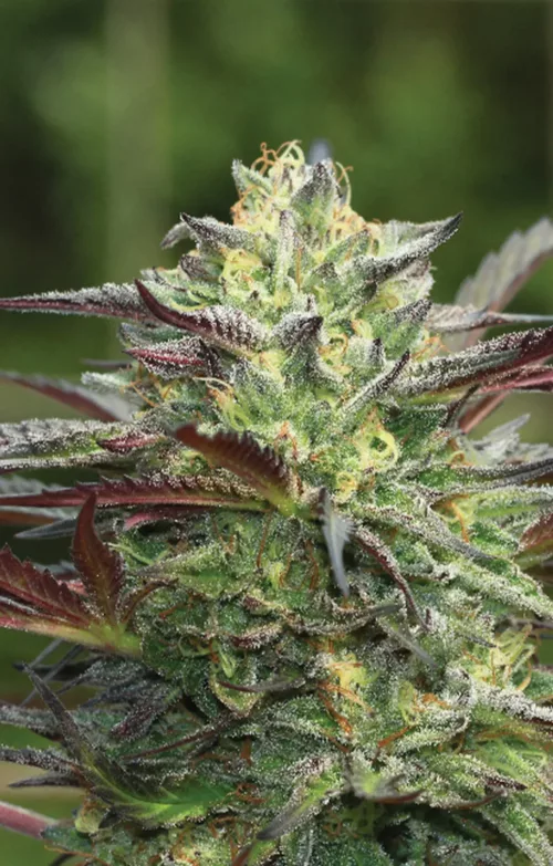 GS Cookies - Cannabis Seeds - Cannabis Flower