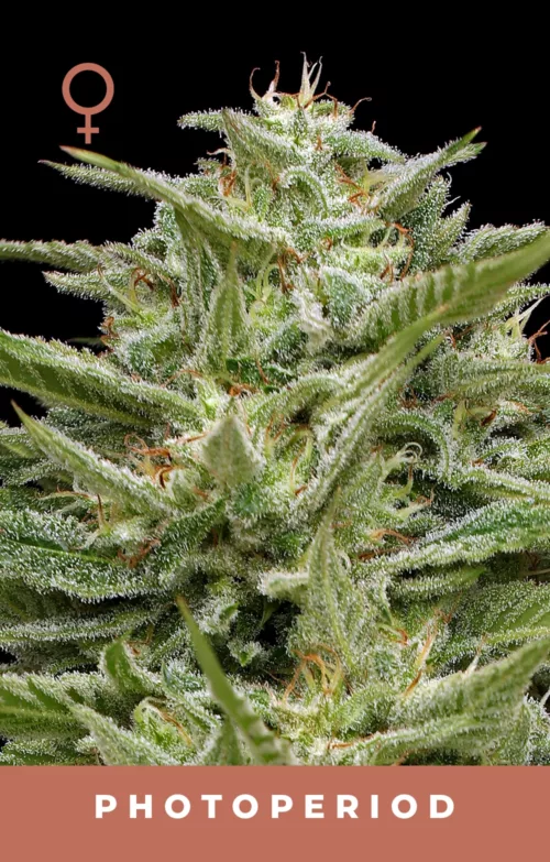 Hella Jelly Cannabis Seeds