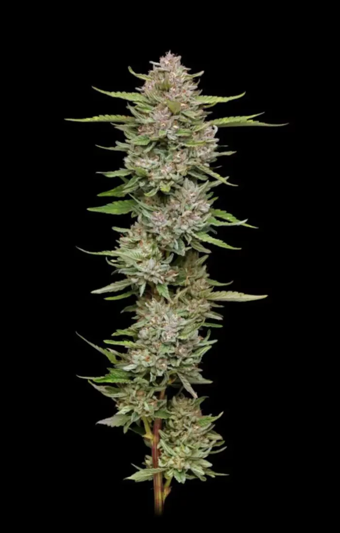 Hella Jelly - Cannabis Seeds - Cannabis Flower